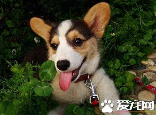 幼犬營養不良怎麼辦 犬最需要的六種營養