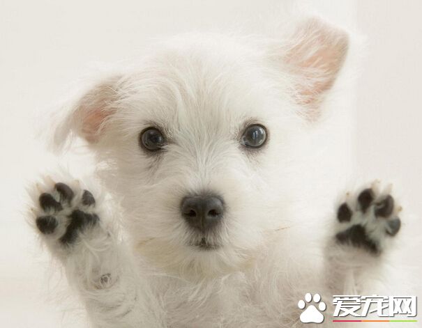 狗可不可以吃蔥 吃蔥過多的話會致命的
