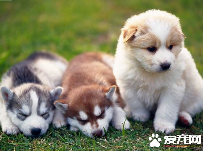 狗狗生完小狗吃什麼 其四大要素詳解