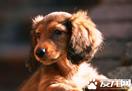 讓狗咬了怎麼辦 在24小時內打狂犬疫苗