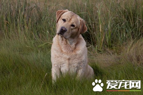 養犬前的准備工作 養犬必備的四種裝備