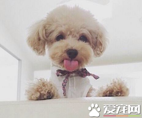 泰迪狗可以吃饅頭嗎 偶爾可以吃點饅頭