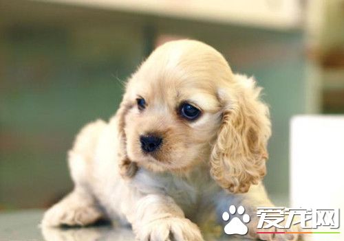 美國可卡犬幼犬怎麼養 喂食盡量要有規律