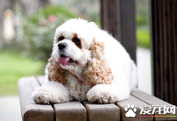 美國可卡犬怎麼養 每天需喂食肉類250-350克