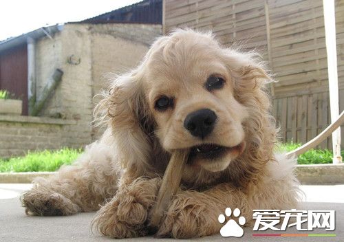 美國可卡犬吃什麼 用天然狗糧喂養最好
