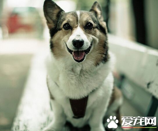 狗能吃鹹的嗎 鹹的東西對狗狗會致命的