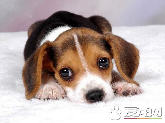 狗吃什麼毛亮 喂狗狗吃富含蛋白質的飼料