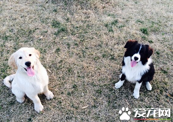 狗可以吃蠶豆嗎 狗狗吃蠶豆的幾大好處
