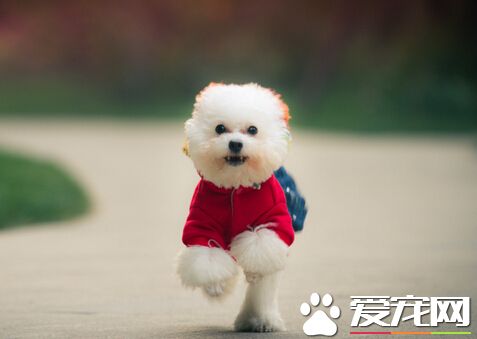 被自家的狗咬了 被咬傷後千萬不能大意