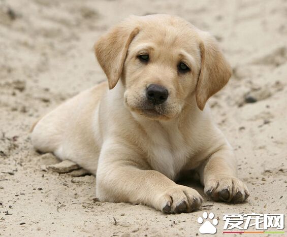 狗可以吃鴨腸嗎 幼年的狗狗最好還是別吃