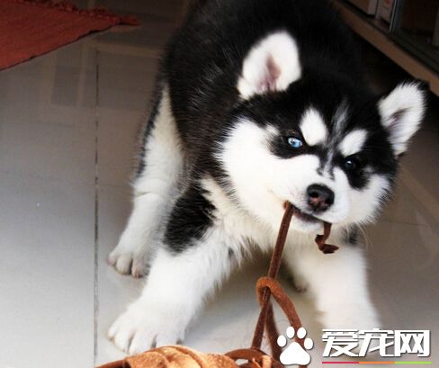 狗可以喝豆漿嗎 主要還是要看狗狗體質