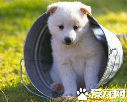 狗吃了蔥怎麼辦 及時去處理十分的重要