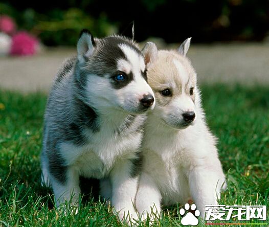 狗什麼都不吃 狗狗厭食的幾個解決方法