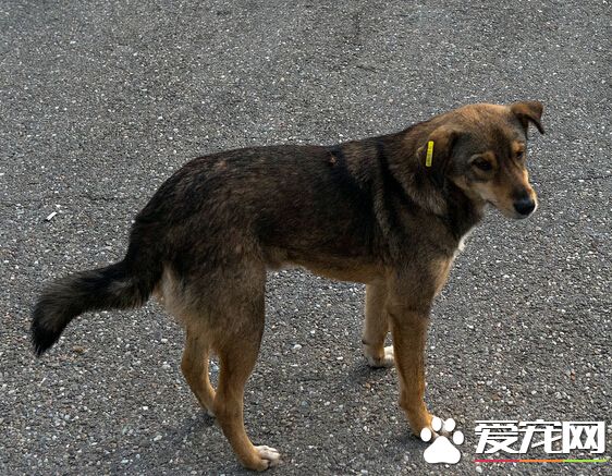 被狗抓了怎麼辦 一定要及時的處理傷口