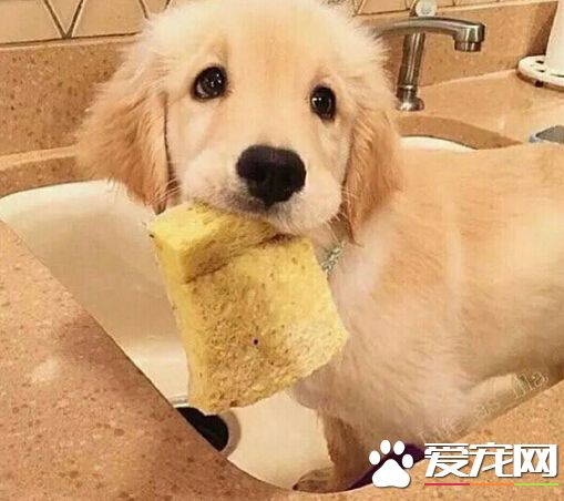 狗不怎麼吃東西 狗不怎麼吃食的四個原因