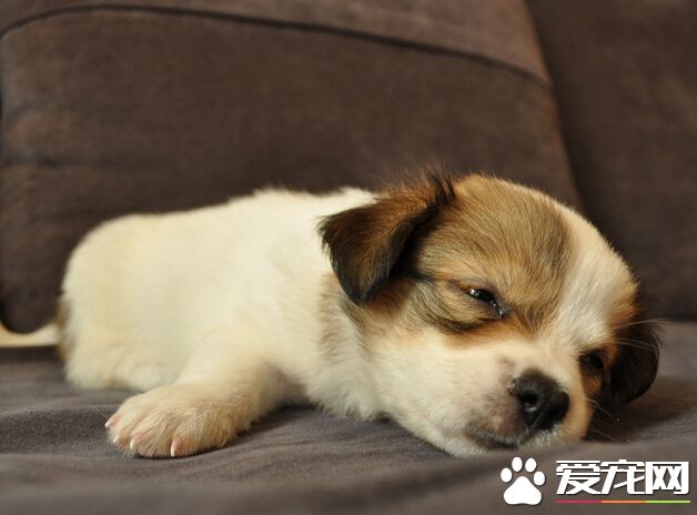 狗可以吃大棗嗎 年幼的狗狗不適合吃棗