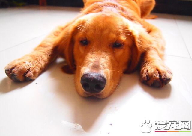 狗吃人的食物 帶大家了解狗狗的最佳飲食