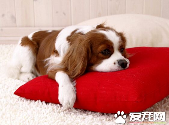 狗可以吃雞肝嗎 最好別單一喂它們吃雞肝