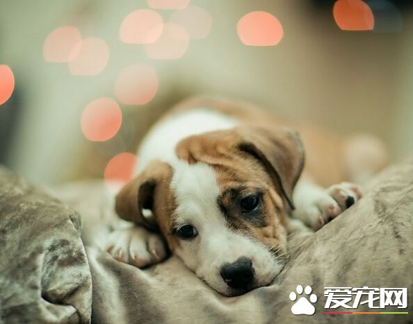 狗能不能吃西紅柿 可適當吃一點西紅柿