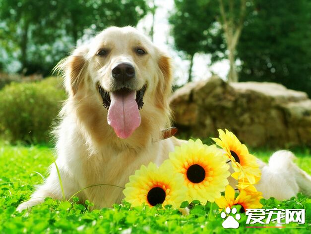 狗為什麼吃土  主要是由蔬菜不足導致的