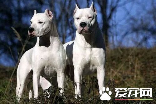 杜高犬怎麼養 雞骨頭絕對不適合讓杜高犬啃食
