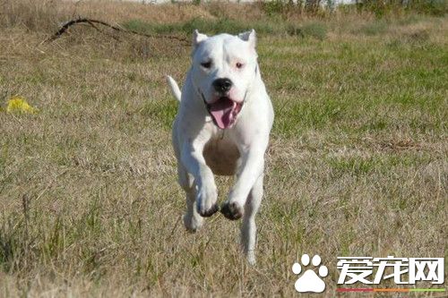 阿根廷杜高犬會咬人嗎 杜高犬不喜歡被人拍頭