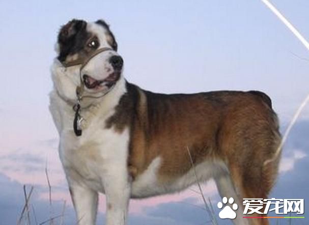 中亞牧羊犬怎麼養 中亞牧羊犬需要注意事項