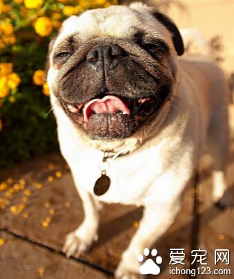 狗狗配種多少錢 價格從八百元到兩千元不等