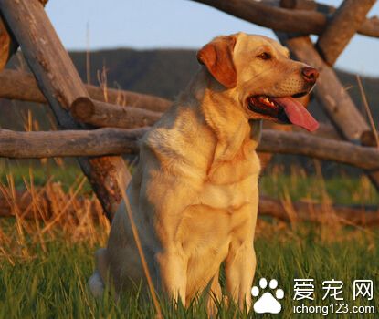 狗狗配種輔助 為狗狗選擇安靜舒適的環境