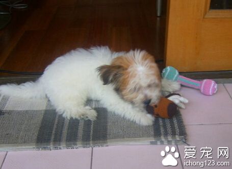 被狗狗咬了 先處理傷口然後再去注射疫苗