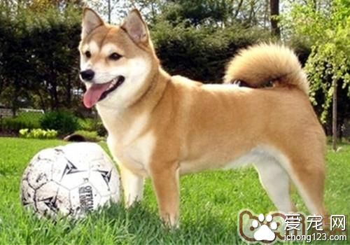 柴犬