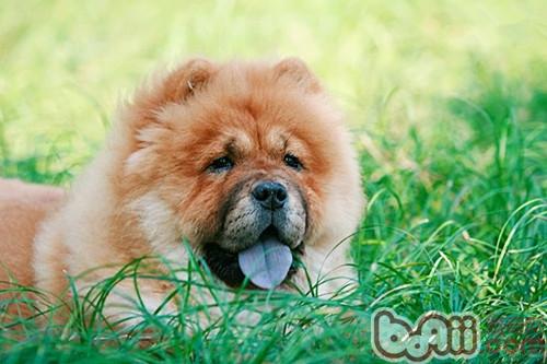 松獅犬