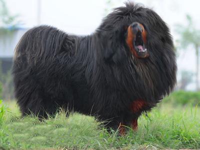 養藏獒危險嗎 藏獒凶猛善斗謹慎飼養