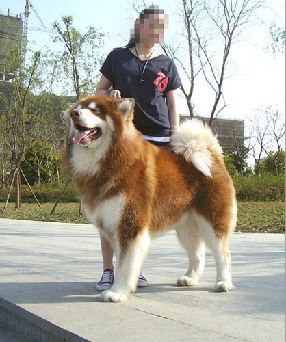 阿拉斯加雪橇犬咳嗽怎麼辦 咳嗽的原因是什麼