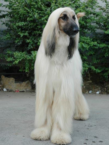 阿富汗獵犬會掉毛嗎 掉毛的解決方法