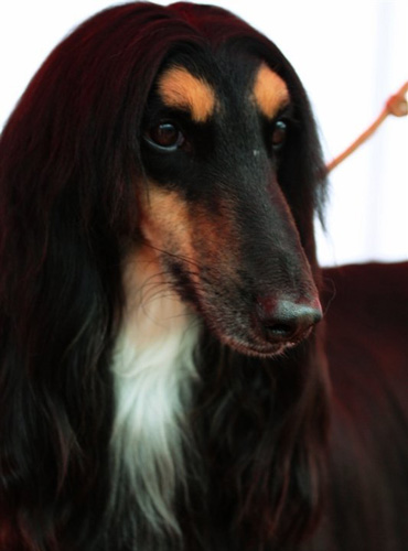 阿富汗獵犬拉稀怎麼辦 先找到拉肚子的原因