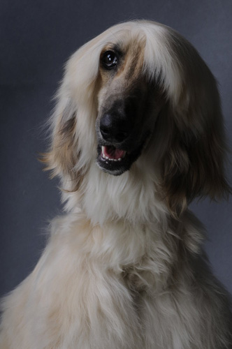 阿富汗獵犬配種方法 了解正確的時間與注意事項