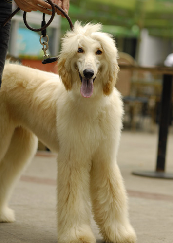阿富汗獵犬驅蟲方法有哪些 多大開始驅蟲預防
