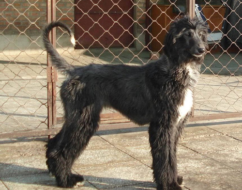 阿富汗獵犬為什麼笨 反映遲鈍更可愛