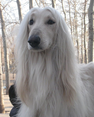 阿富汗獵犬習性 非常忠誠服從主人