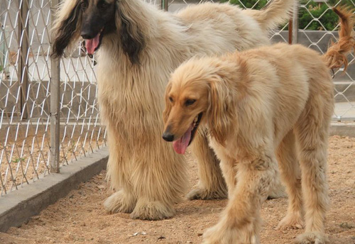 阿富汗獵犬顏色有哪些 氣質不一樣的狗狗