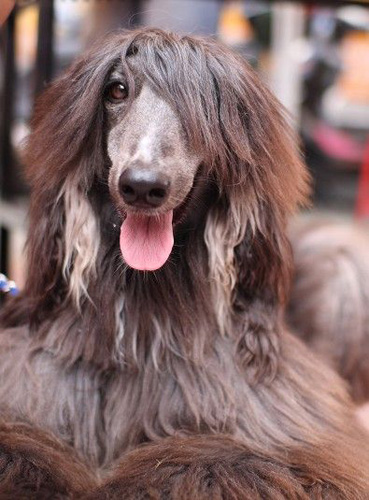 阿富汗獵犬凶嗎 氣質孤傲而威嚴