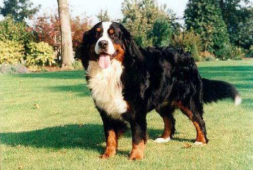 伯恩山犬缺點 2歲以上真正開始成熟