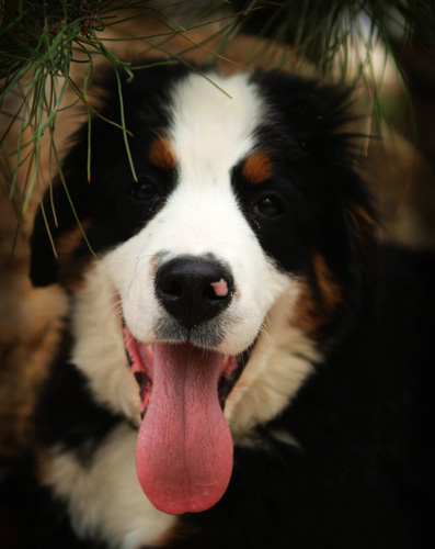 伯恩山犬吃什麼 某些食物可致命