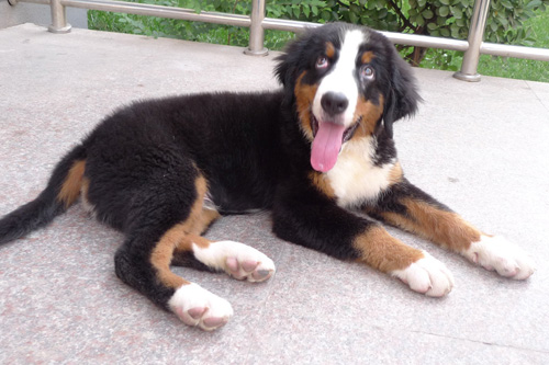 伯恩山犬壽命有多長 壽命最短的狗狗
