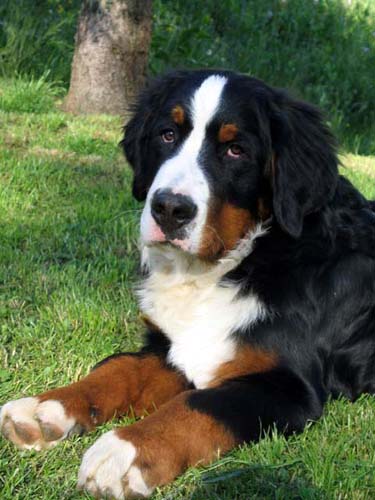 伯恩山犬吃什麼狗糧好 如何挑選適合的狗糧
