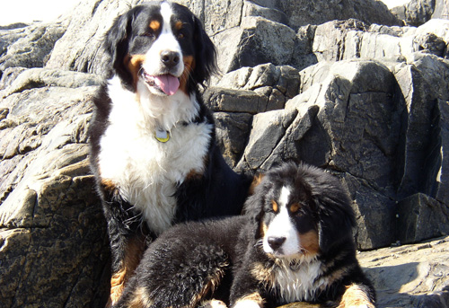伯恩山犬適合家養嗎 首先了解它的性格