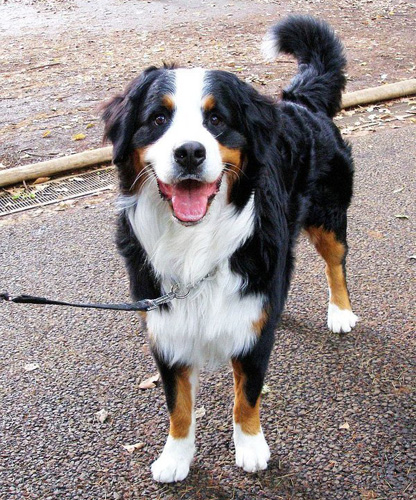 伯恩山犬吃什麼好 屬於易胖的體型狗狗
