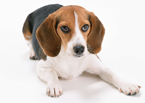 比格犬食量 年齡不同食量亦不同