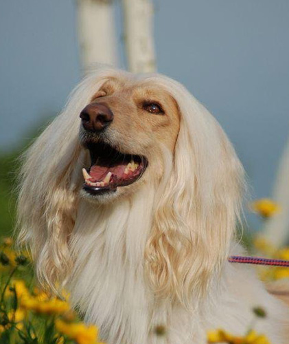 阿富汗獵犬吃什麼 狗糧或者是狗餅干